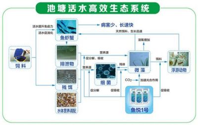 養(yǎng)四大家魚不易賺錢？高效生態(tài)養(yǎng)殖模式助您增收